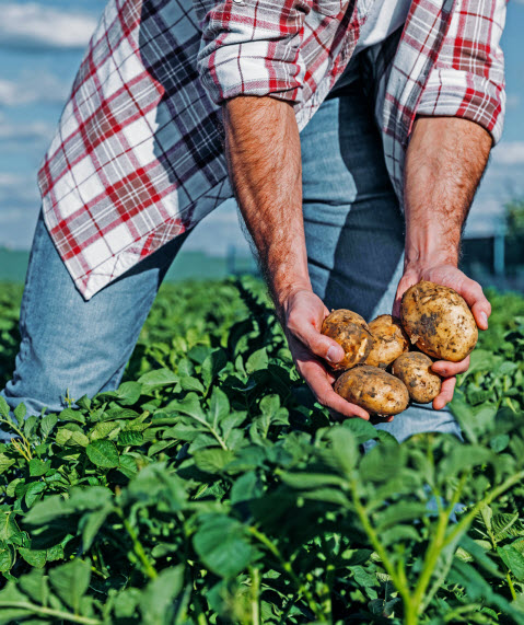 Seguro Agrícola del INS